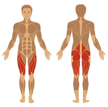Kreuzheben Muskeln - Im Wesentlichen involvierte Muskeln beim Kreuzheben