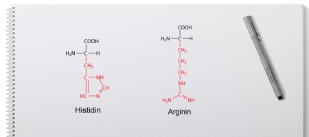 Histidin Arginin semi-essentielle Aminosäuren