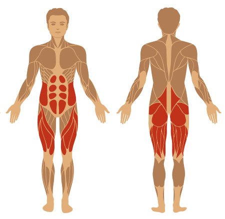 Kniebeugen Muskeln schematisch